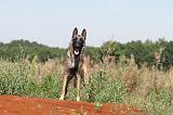 MALINOIS 306